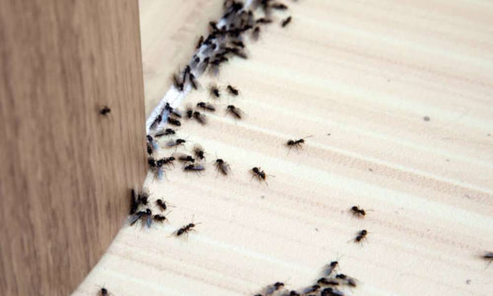 How To Get Rid Of Ants In The House