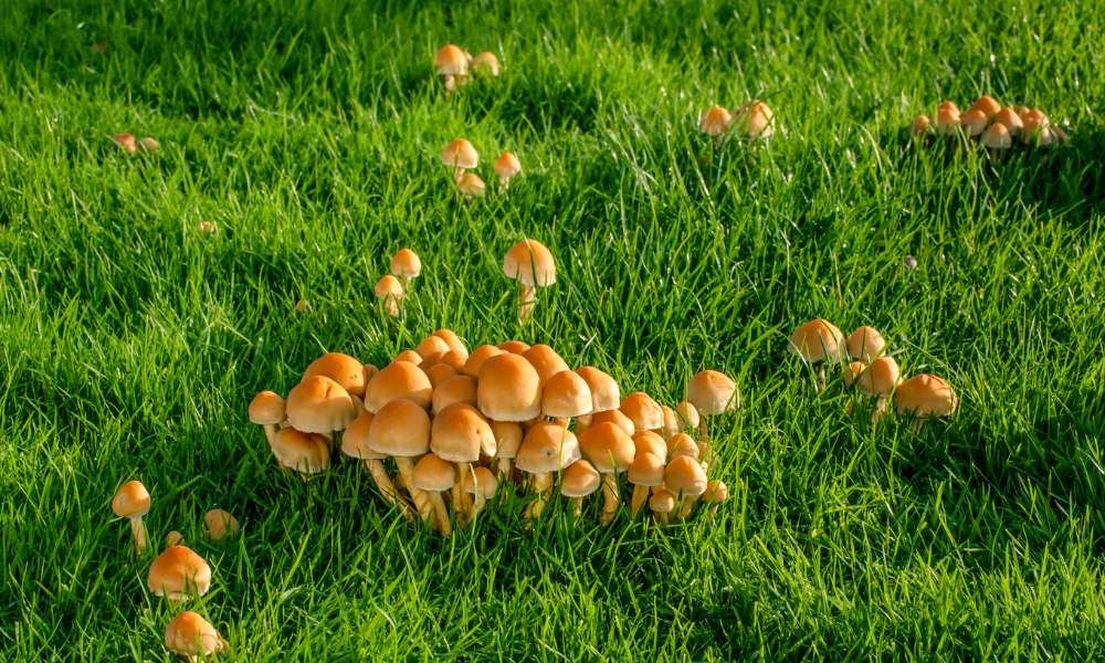 Mushroom Killer For Lawns